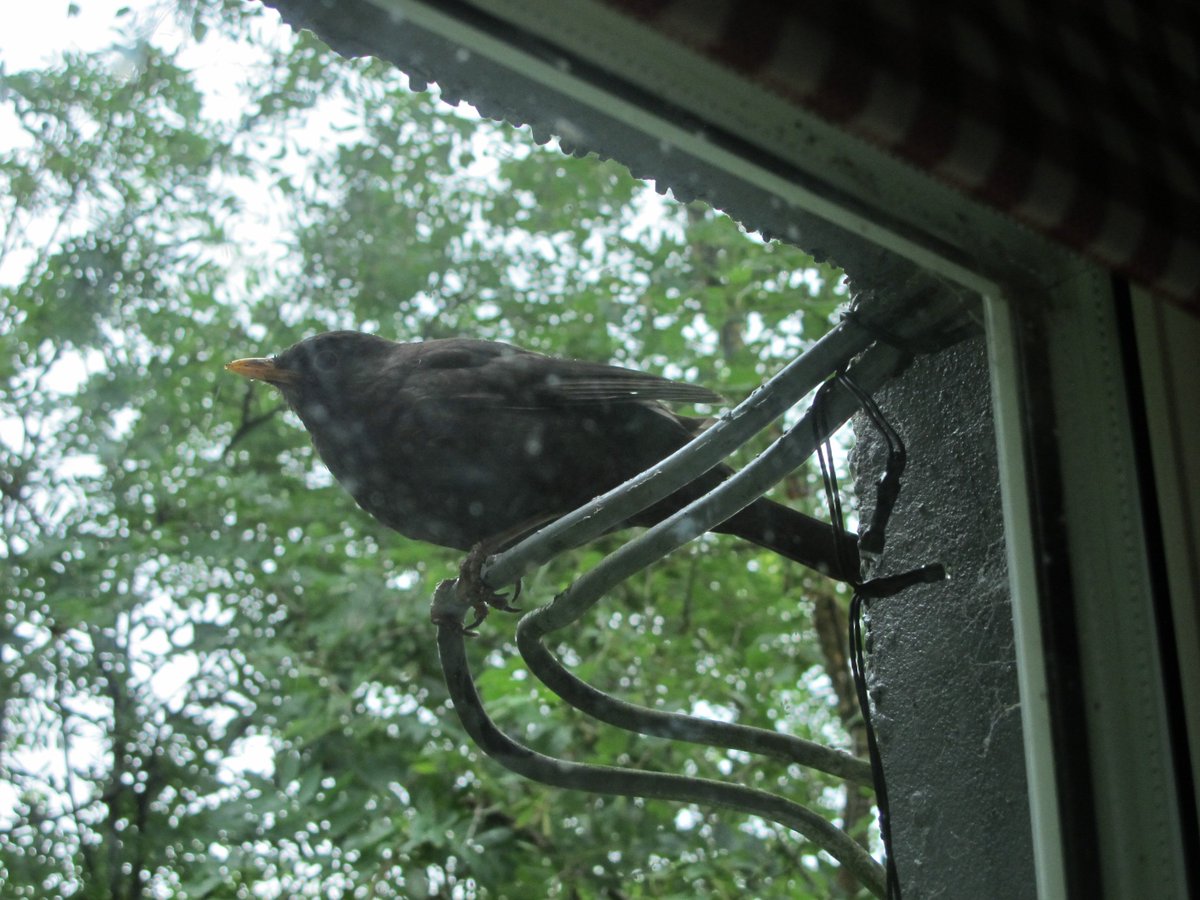 TheLengthsman's tweet photo. @JenBartram Meet #Raisin the #Backbird after breakfast museli ! https://t.co/hIRDb6dmHi