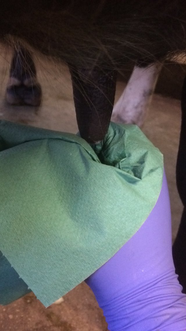 BictonHomeFarm tweet picture