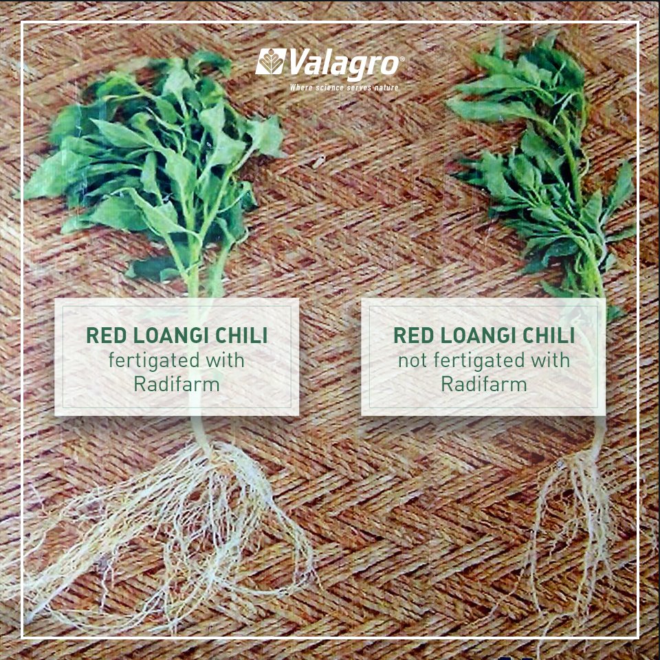 SyngentaBiolog's tweet photo. Ayaz Kachelo used #Radifarm on red pepper. The result? A big difference in the development of the roots and vegetative growth after one week https://t.co/fR3GXnRDDI