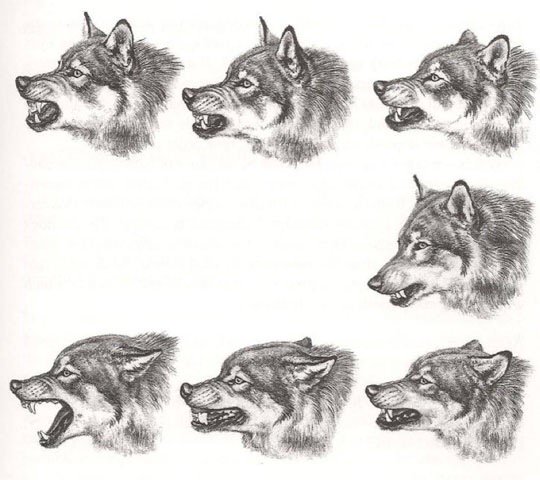 Wiki_Lobos's tweet image. 