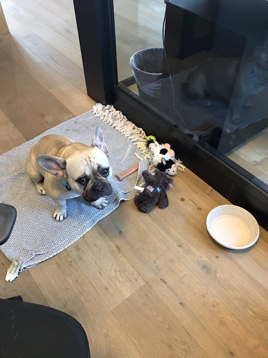 LauraForsythTTB's tweet photo. Check that guilty face ... she is very cute but she is killing me with her deadly smells this morning 🐶💨😷😂 https://t.co/y7k1s49Tgn