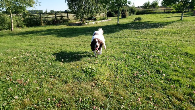 Carley, my 15th foster doggie x https://t.co/77zUMLDDhL<a href="/tag/adultwork"class="tags"><span>#adultwork</span></a>