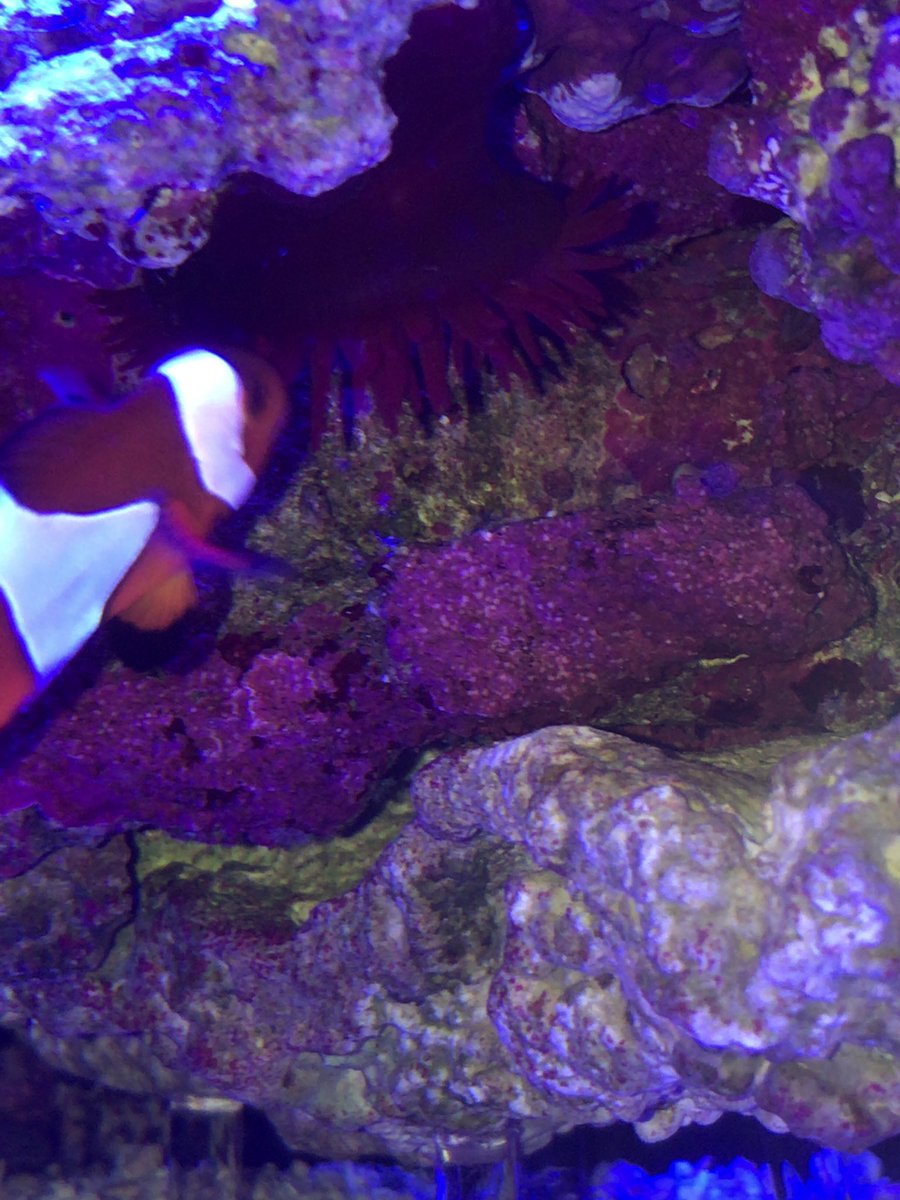 miniaqua tweet media