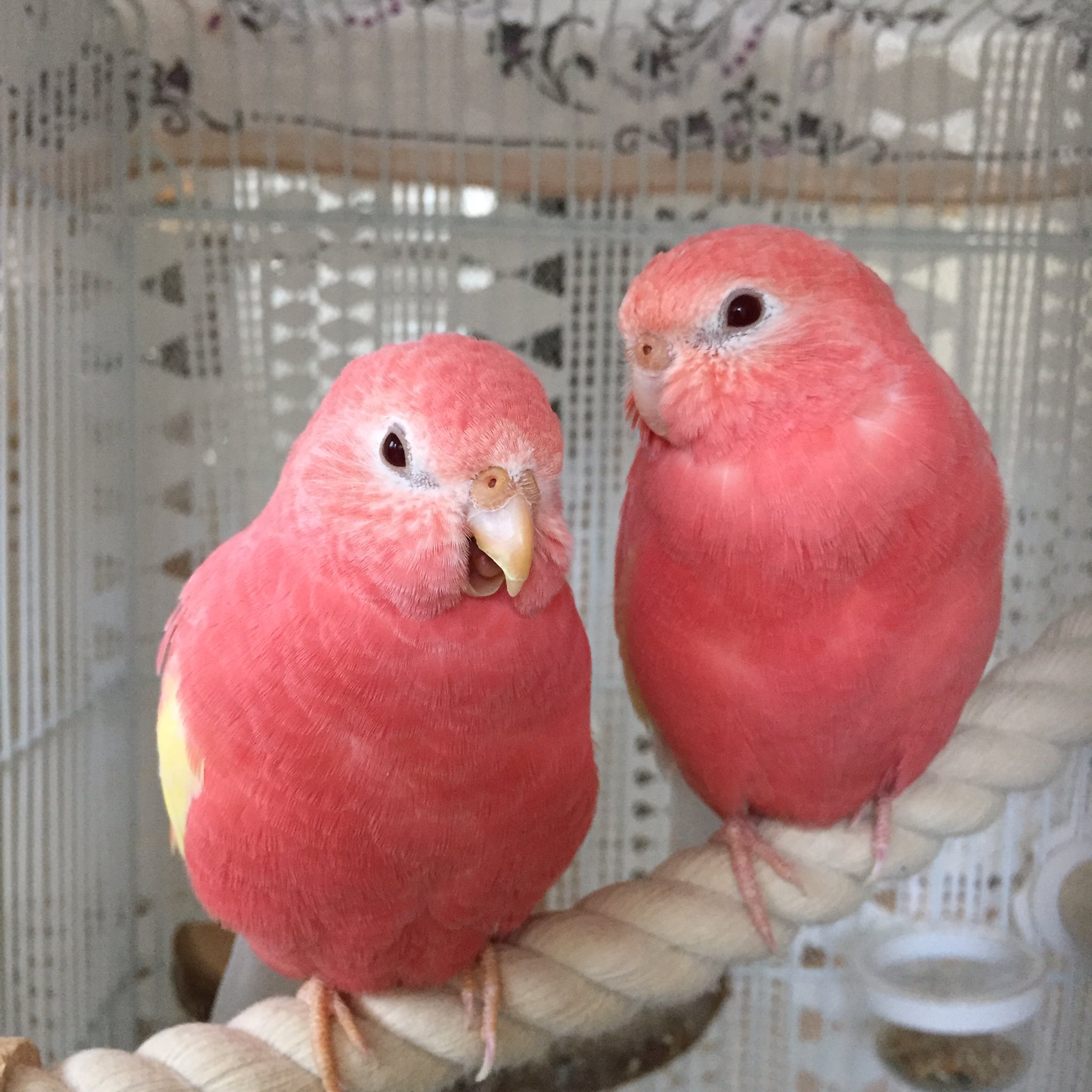 シロハラインコ　アキクサインコ（ルビノー）他 アキクサインコ ルビノー×ローズ ペア | LOVEBIRDFUKUOKA