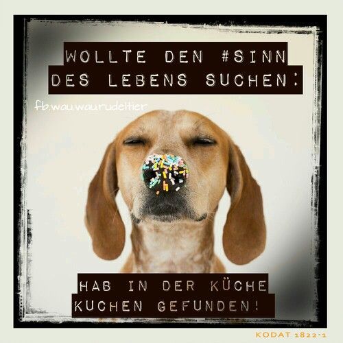 Wen interessiert schon der Sinn des Lebens, wenn es doch Kuchen gibt?