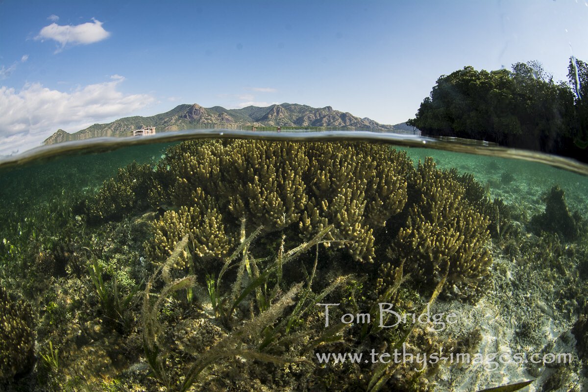 Tethys_Images's tweet photo. Soft corals and seagrass growing on a shallow reef flat in #Komodo, Indonesia #biodiversity #coralreefs https://t.co/p9yF0bxTT7