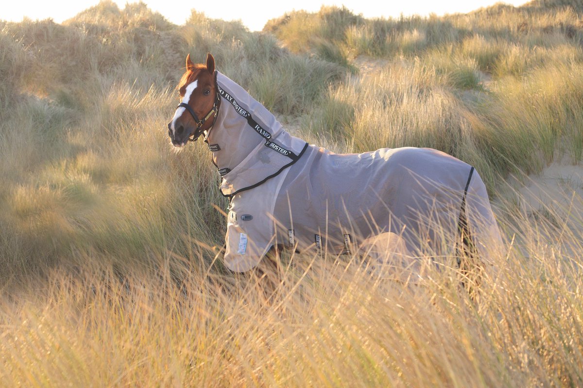 Equine Blanket Wash (EquineBlanket) Twitter