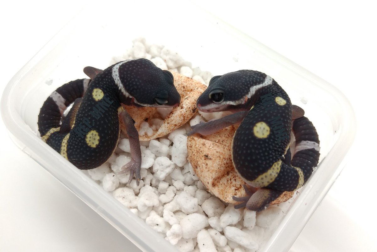 repmine's tweet image. 偶然、ポーズも対照的ですが、模様がそっくり。どんな成長を見せてくれるか楽しみです。最低限の観察を済ませて、しばらくは安静に休んでもらいます。お疲れさま。
#ヒョウモントカゲモドキ #LeopardGecko #TheFirstDay