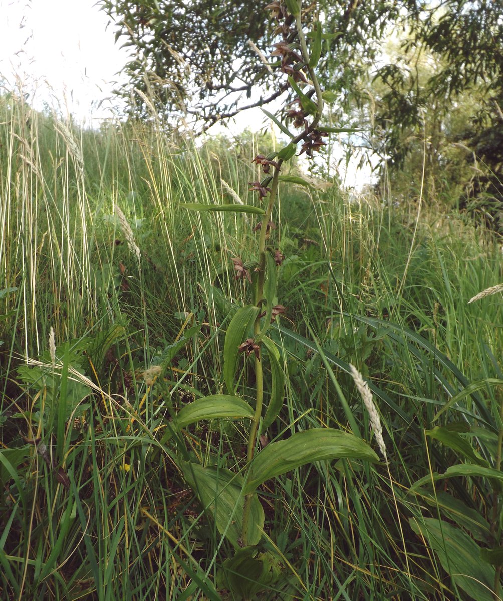Andy_Underscore's tweet image. Y'day an Orchid species -
 Broad-leaved Helleborine - was spotted in the new meadow at QE Hospital.  Went to check it out: 5 spikes. Great!