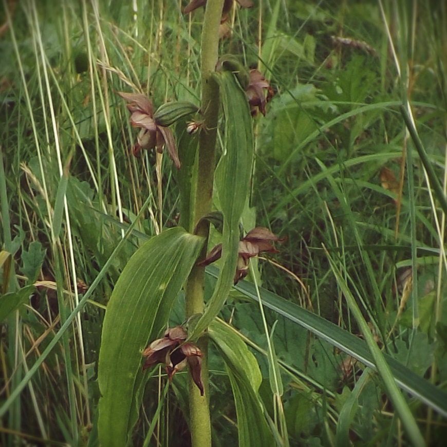 Andy_Underscore's tweet image. Y'day an Orchid species -
 Broad-leaved Helleborine - was spotted in the new meadow at QE Hospital.  Went to check it out: 5 spikes. Great!