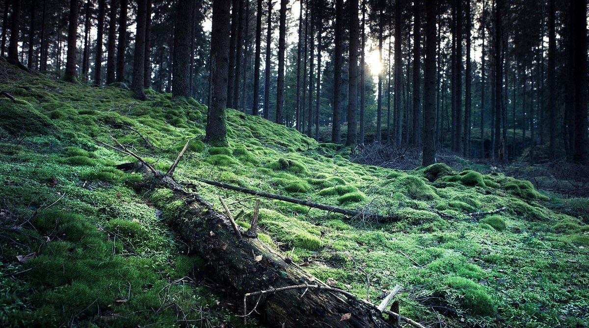 _SlowRobot_'s tweet image. Background Ambient

audiojungle.net/item/backgroun…