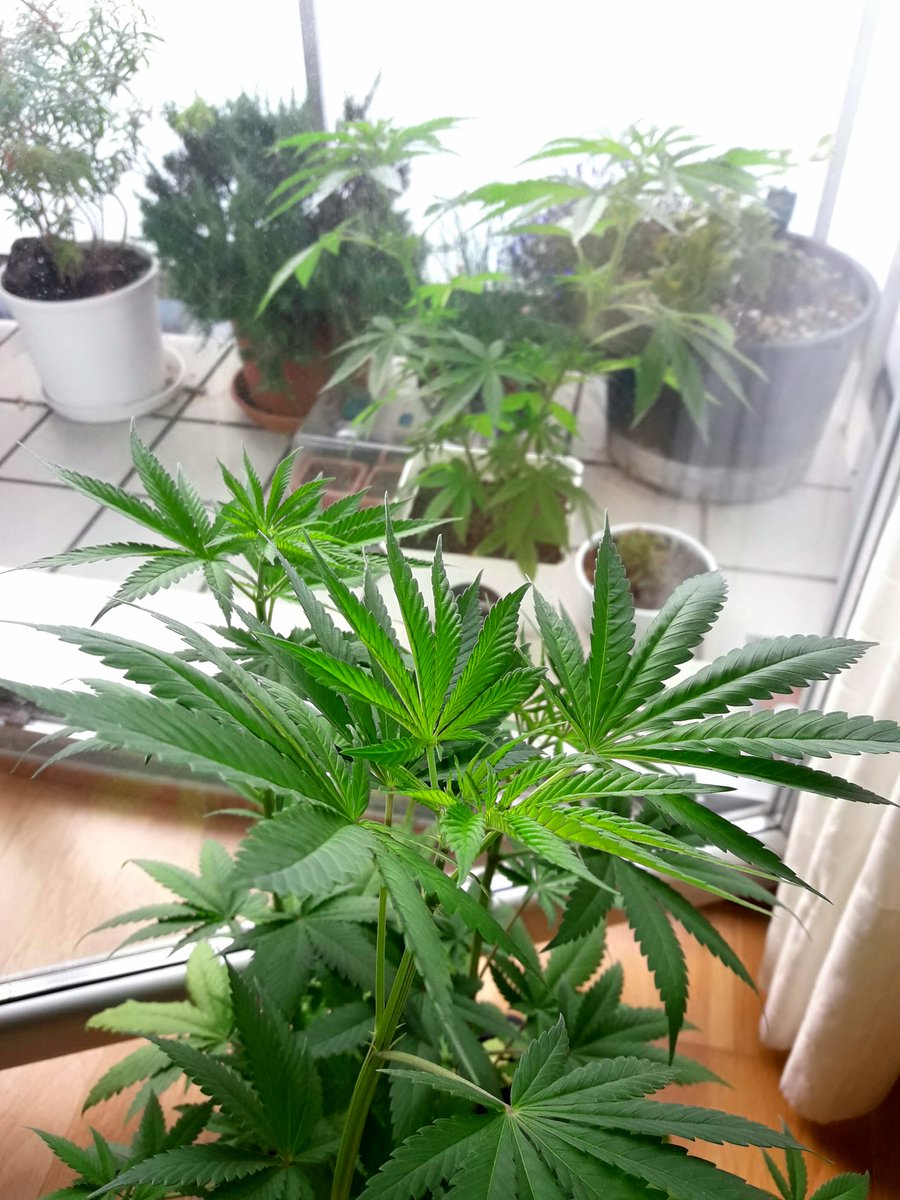 Apez140's tweet photo. @GreenbudSeeds @AdrycManellson @INMAQ16 @MavericksSeeds @VitaLinkEU @cazzabis @PhiloSeedsFR @advnutrients_es @royalqueenseeds @PhiloSeeds @revistacanamo @sweetseeds_es Perdón #EquipoGrande y Cía,
Aquí #SpitfireTwo, Jajsss...
Adryc anda con en Boong y #PolarExpress y claro,
Esa es mi Hermana #SpitfireOne :-) https://t.co/D0CNQecKxi