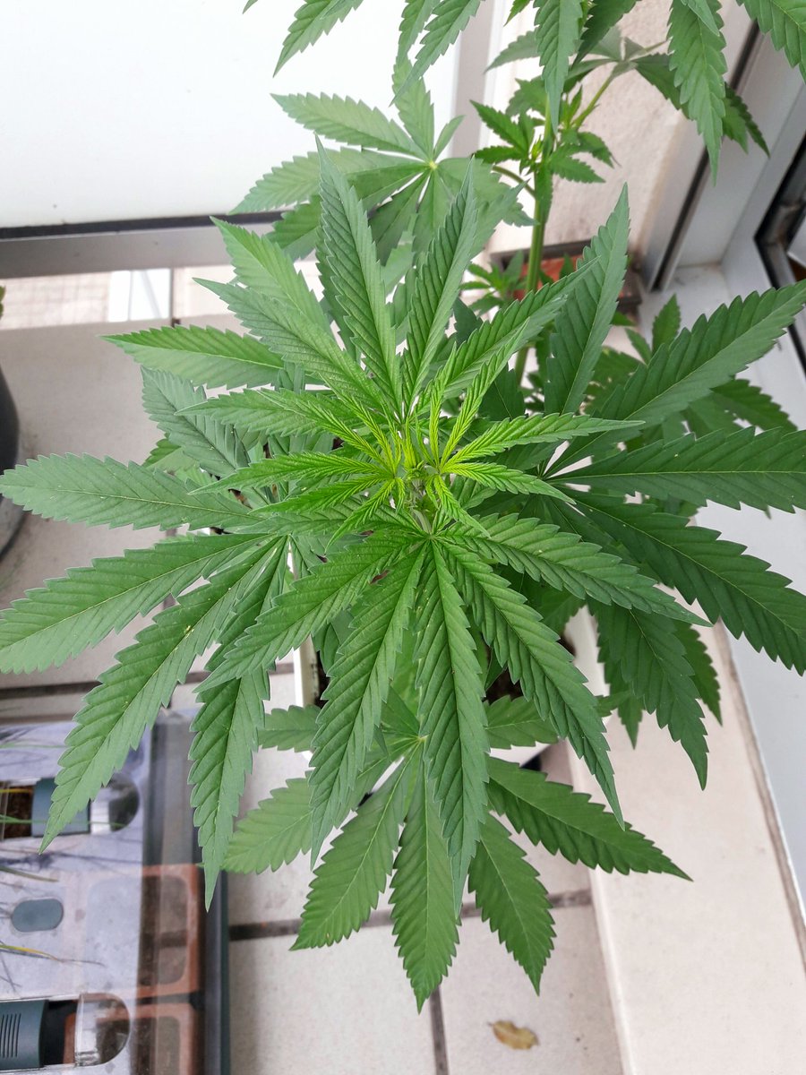 Apez140's tweet photo. @GreenbudSeeds @AdrycManellson @INMAQ16 @MavericksSeeds @VitaLinkEU @cazzabis @PhiloSeedsFR @advnutrients_es @royalqueenseeds @PhiloSeeds @revistacanamo @sweetseeds_es Perdón #EquipoGrande y Cía,
Aquí #SpitfireTwo, Jajsss...
Adryc anda con en Boong y #PolarExpress y claro,
Esa es mi Hermana #SpitfireOne :-) https://t.co/D0CNQecKxi