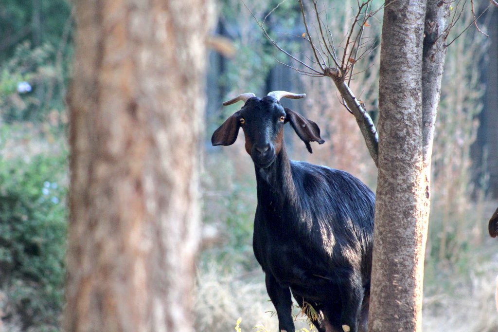 Lapologang1's tweet photo. Staring Goat between tree trunks. #Goat #Photography #Maftown #LapsPhotography #Animals #Nature. https://t.co/SP3KQ2TAao