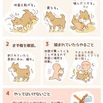 気づいてあげて!ペットがヒアリに刺された時の対処法がこちら!