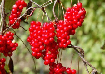 오미자의 효능 - 영웅뉴스
 me2.do/xGxIOZIt