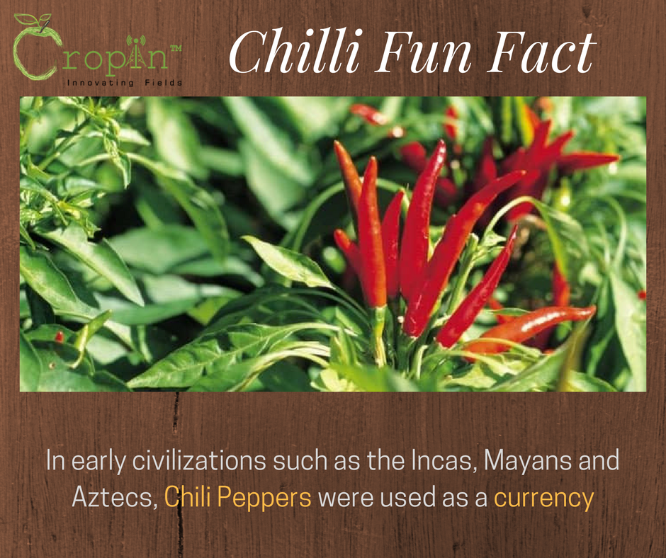 CropInTech's tweet image. Manage your #Chillifarm through #SmartFarm
Enable #farm2fork #traceability &amp;amp; #compliance with #Mwarehouse 
Visit cropin.co.in/demo/