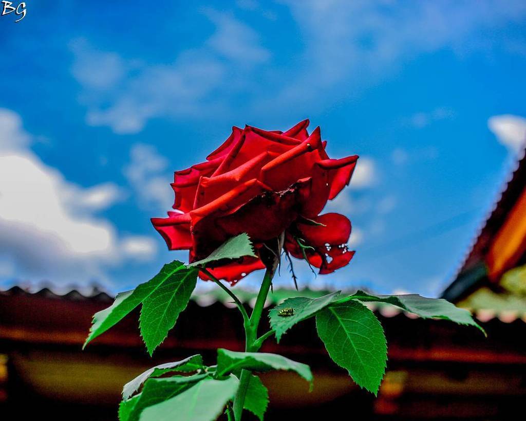 BinitGajera's tweet photo. "He who dares not grasp the thorn, should never crave the rose"
.
.
.
.
.
.
.
#Canon #Photography #photooftheday #… https://t.co/sfTK8RyOdE https://t.co/5aFD5XssRT