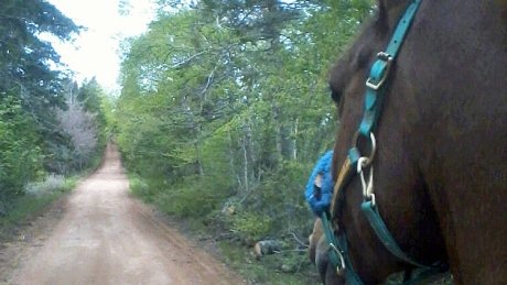 CBC P.E.I. tweet media