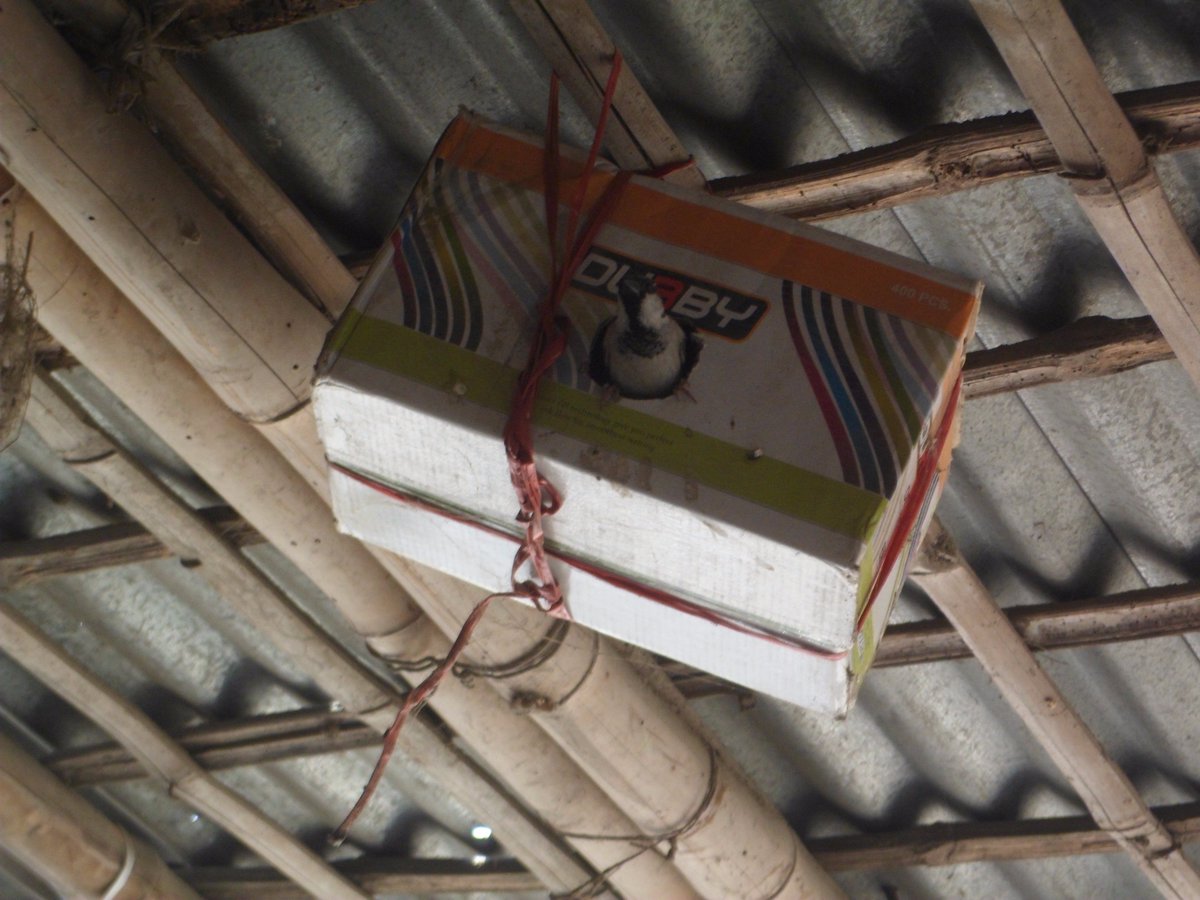 BaselKumar's tweet photo. Conservation starts with simple things
#HomeSparrow #BirdConservation #BCN #Research https://t.co/A3sudi6tco