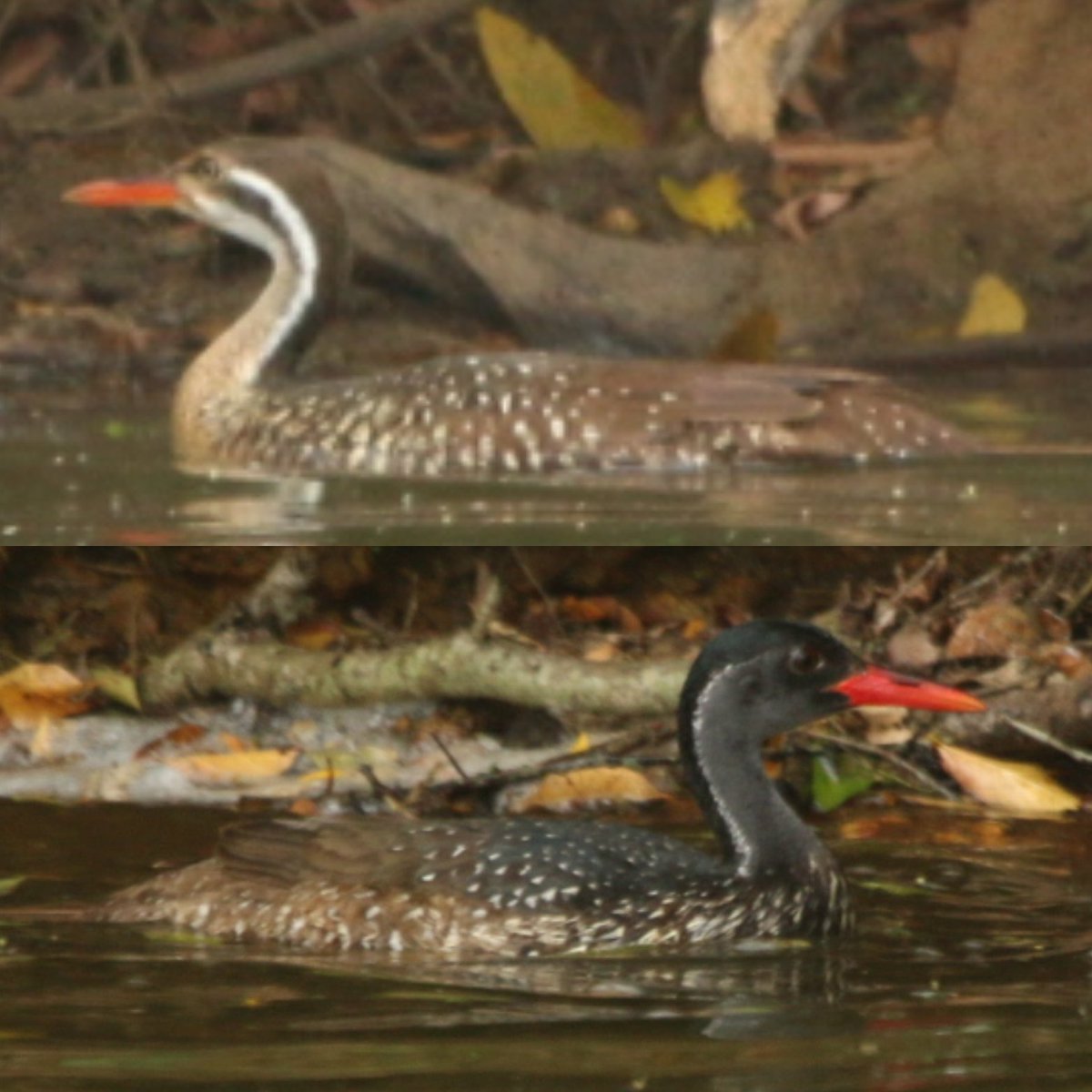 travel_wildlife's tweet photo. Day23 of #30DaysWild (only a week to go!)

How the #Finfoot got its name.

(Lake Mburo National Park, #Uganda) https://t.co/TqBGiszNiD