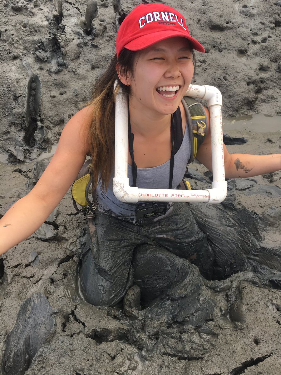 BethanyyyLynnn's tweet photo. REU Viola's first encounter with hip deep mud #fieldworkfail #marshmud #easternshoreva https://t.co/eZz4XCgqVW