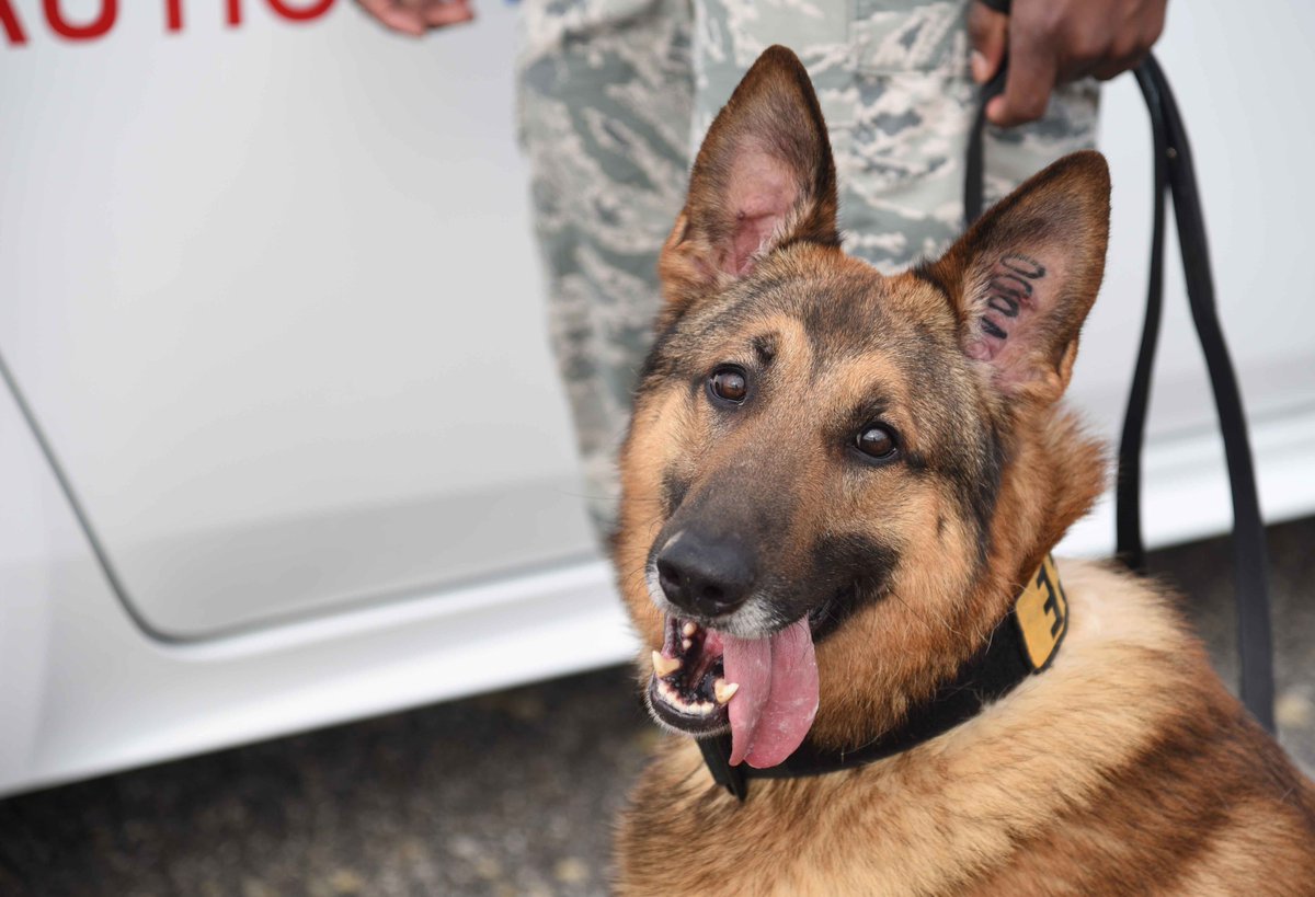 It's #BringYourDogToWorkDay! Our dedicated and well-trained military working 🐶🐶🐶 are always ready for work! go.usa.gov/xXCBb