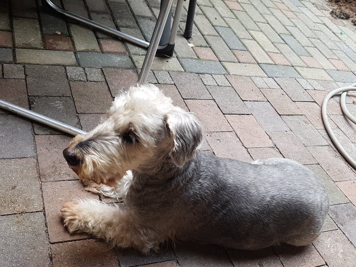 TimmyInside's tweet image. Mit Mucky gerade eine 15 macht! Gleich geht es weiter!Mission Rohrfrei ;)