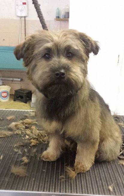 WeAcceptPets's tweet photo. #MessyMutts will ensure your #pet leaves looking great, smelling fantastic & feeling fabulous.
https://t.co/eFf0DdbJHm
#DogGroomers #Relax https://t.co/YkO1vMEx16