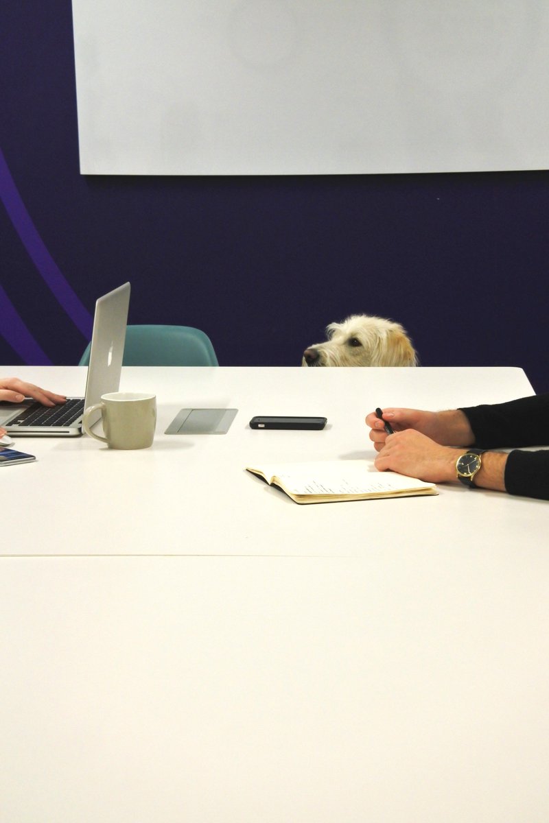 TheGuidePuppy's tweet photo. Not being allowed on furniture kind of kills your meeting room authority #GuideDogProblems #BringYourDogToWorkDay https://t.co/C1qbGRX6UW
