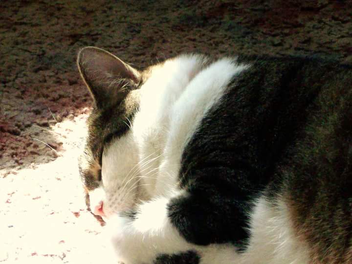 mo_misty_baby's tweet photo. Had to put my lil babe to sleep yesterday. She lived a happy kitty life of 16 yrs and she will be missed. #RIPTinkerbell💙 https://t.co/PpMW59Rzay