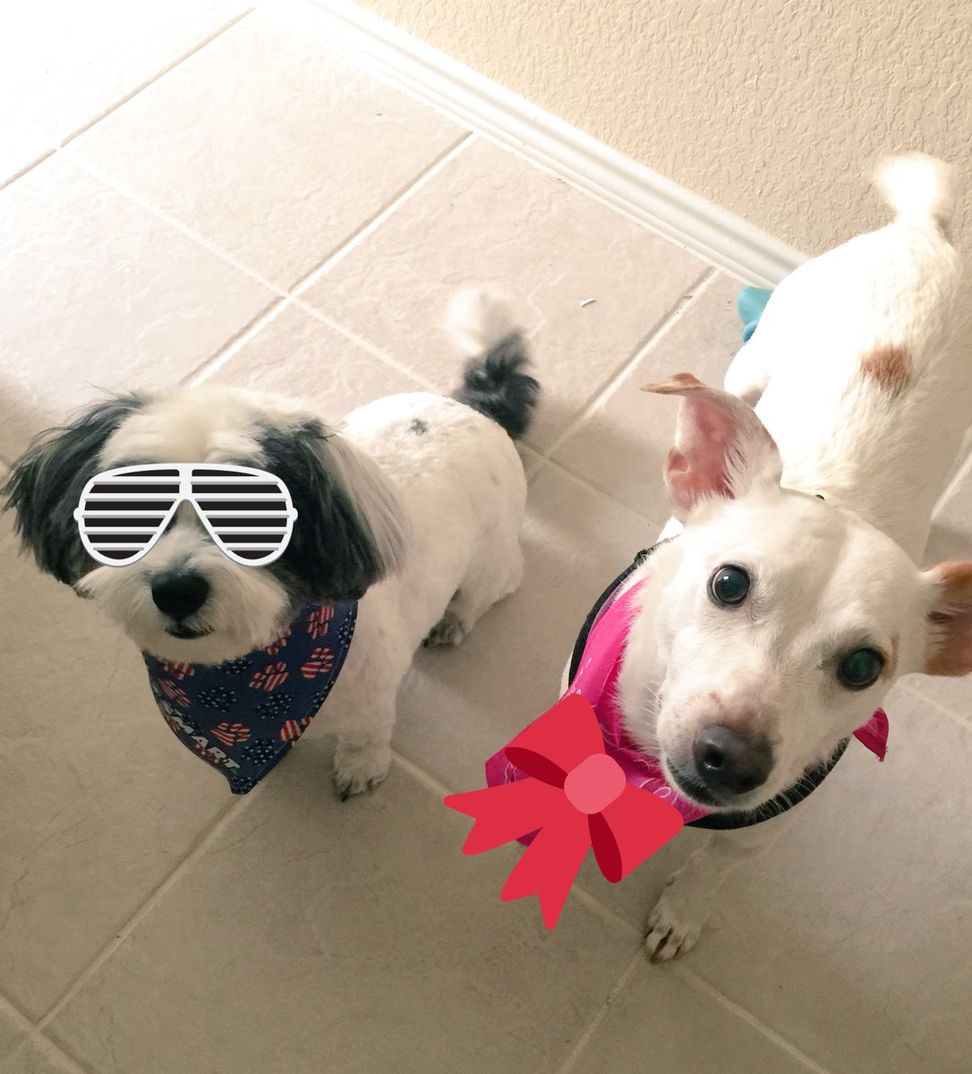 bethann_'s tweet photo. HOW DID I MISS THAT TODAY IS #BringYourDogToWorkDay ?!?!! #fail #sorrypups https://t.co/FrrmZQy0A1