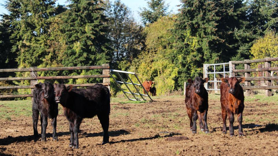 #AGRITECH <a href="/AHLAVACHE1/">AH LA VACHE</a> lève 100 000 euros pour développer la vente de viande en circuit court ow.ly/MFq630cNJNA