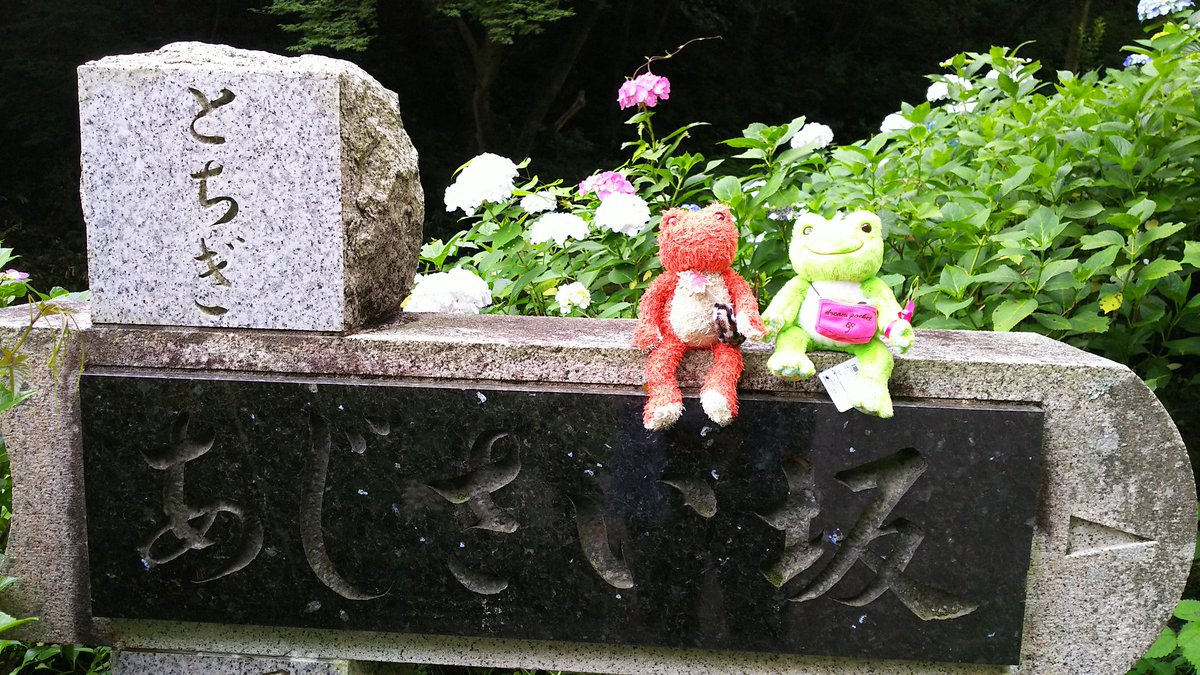 bakudansentai's tweet photo. 今日はケロ達の街を紹介～(第二弾)
この時期は、太平山のあじさい坂のあじさいが見頃ケロ。
緩やかな坂で軽い運動にもなるケロ。
疲れたら、名物の『団子・玉子焼・焼鳥』を食べながら一休みするケロ～。

#かえるのピクルス 
#ぬい撮り 
#栃木市
#KTKT(勝手に栃木観光大使) https://t.co/eBGxvvGp2O