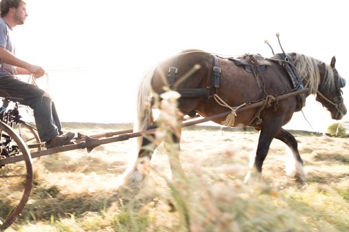 Hay time! well nearly.