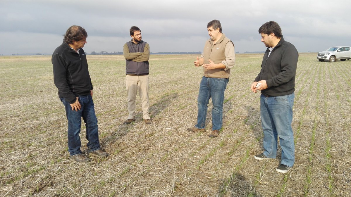 PGGWrightson_AR's tweet photo. Seguimos recorriendo implantación de pasturas. Muy buenos nacimientos de fest #QuantumII y cebadilla #INIAleona en 9deJulio https://t.co/3X5niRxwrM
