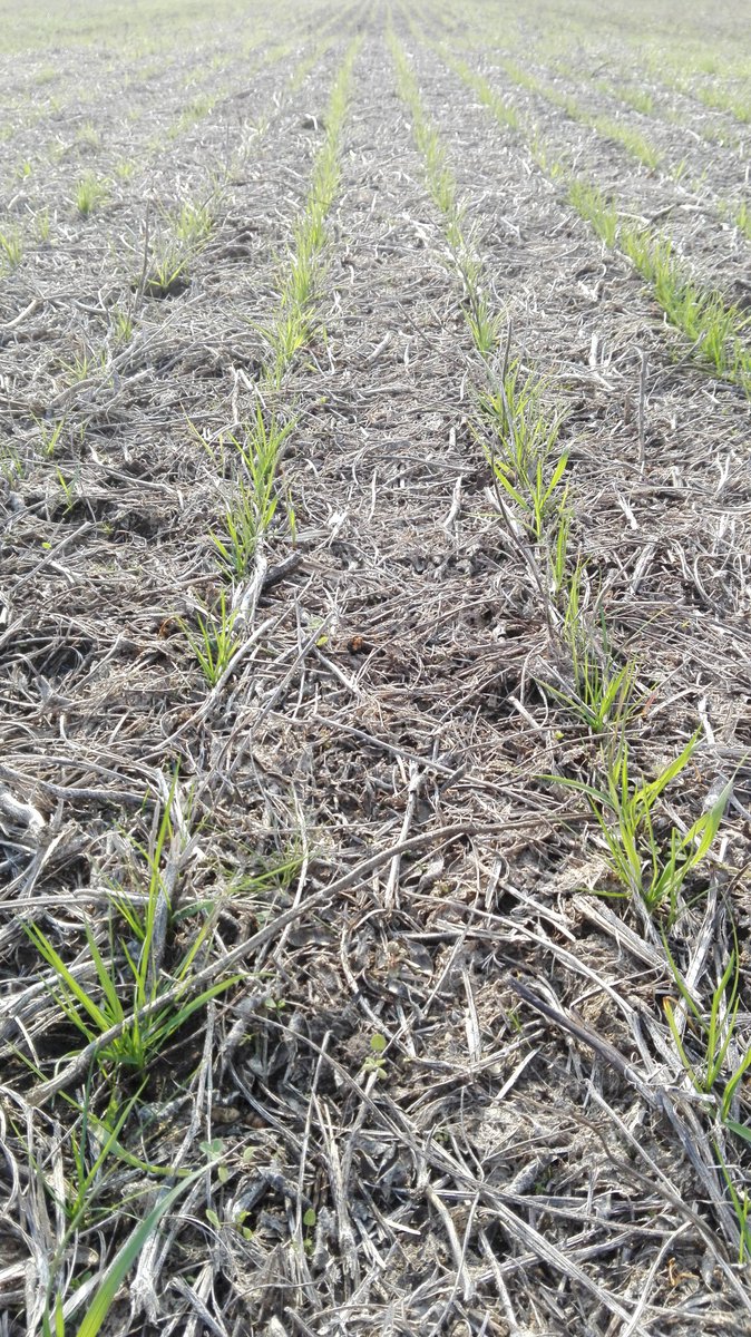 PGGWrightson_AR's tweet photo. Seguimos recorriendo implantación de pasturas. Muy buenos nacimientos de fest #QuantumII y cebadilla #INIAleona en 9deJulio https://t.co/3X5niRxwrM