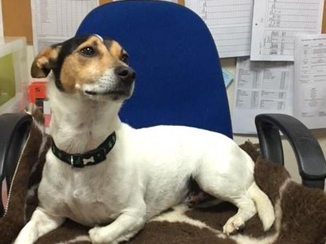 Corriere's tweet photo. Oggi è la Giornata mondiale dei cani in ufficio https://t.co/qP7AF90XuS https://t.co/mg7v7KSut0