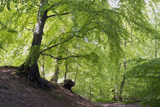 KarlBoumans's tweet photo. Binnen een uur gaan we #offline "hossen in de bossen" #PLATO-nisten Sales & Marketing #RewildingDrum ism @VOKA_VLBrabant @plato_vb https://t.co/g7nSBH7nVE