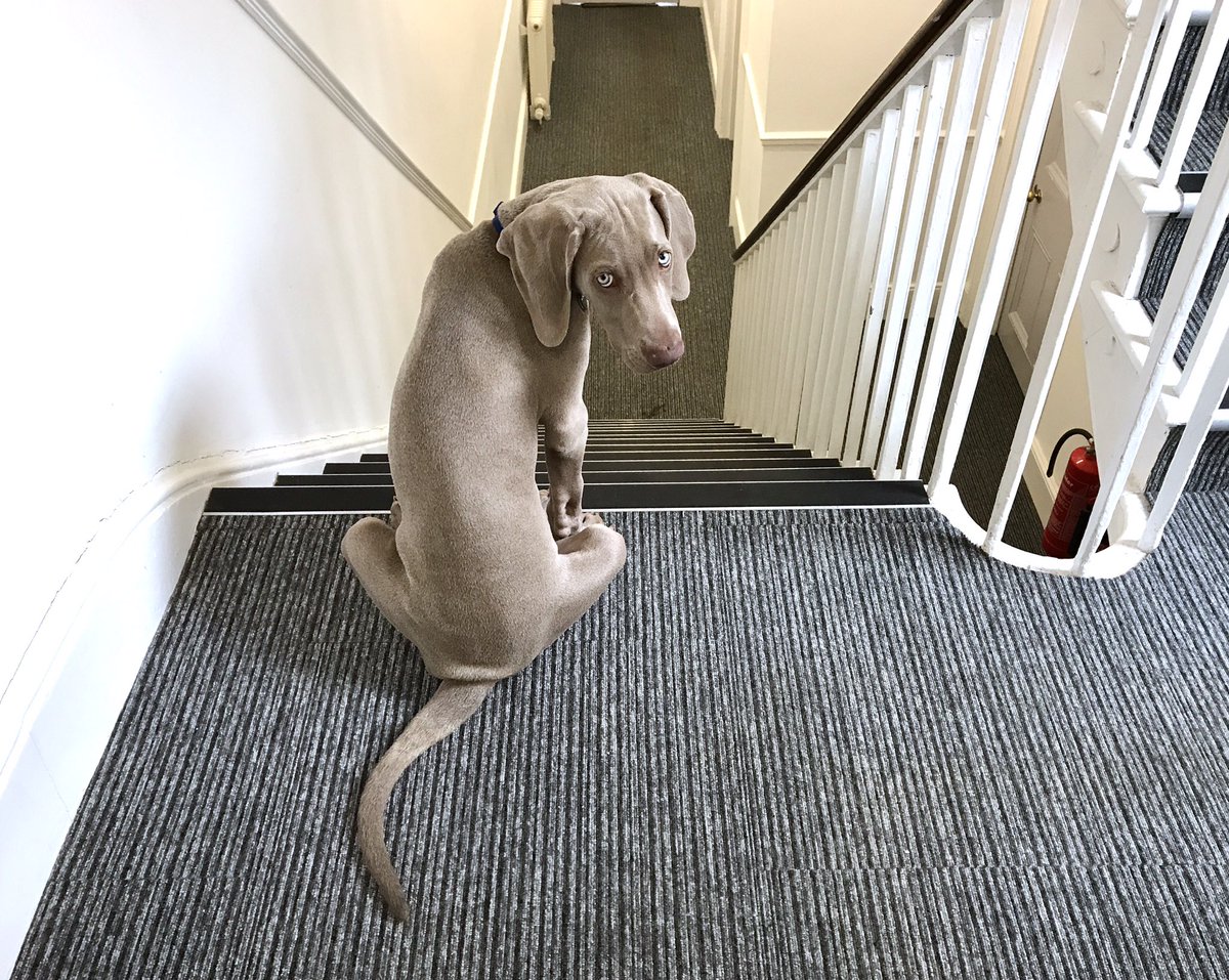 SuperSpline's tweet photo. Happy #BringYourDogToWorkDay - he doesn't like stairs. https://t.co/vujvssEEV4