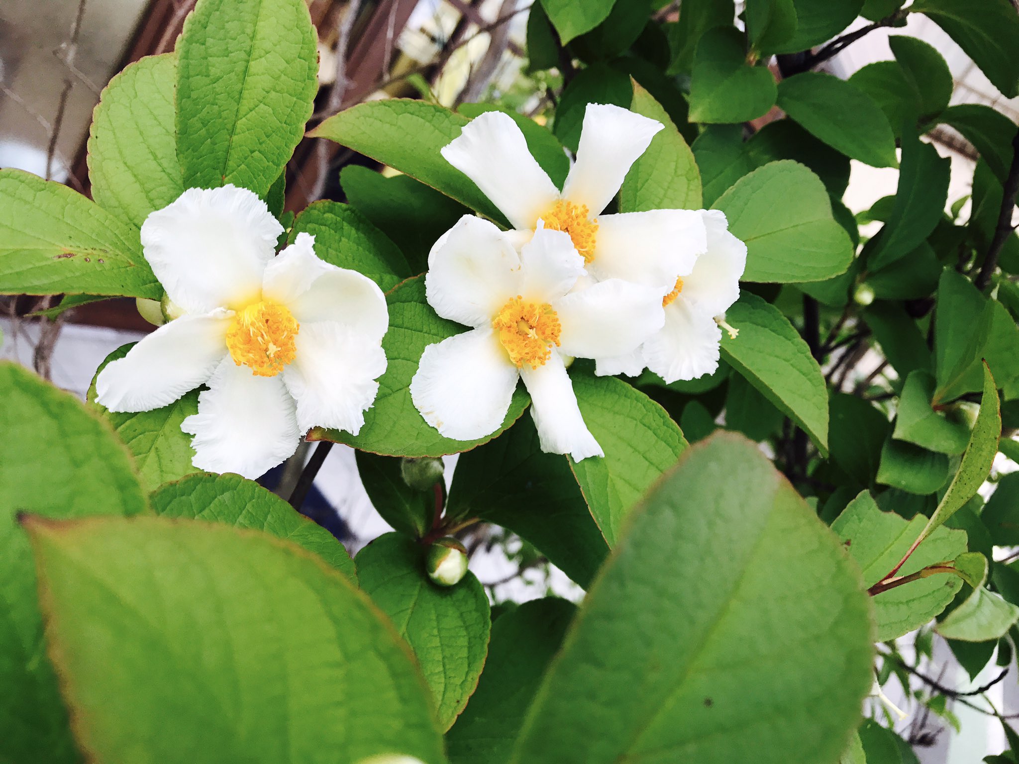 Hori 一年に１日しか咲かない沙羅双樹の花 今年も咲きました 花 １日しか咲かない花 沙羅双樹の花 T Co G5kibxemjy Twitter
