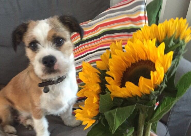 KateEmmaBarber's tweet image. Buster says text YELLOW to 70500 to raise funds for CF and share your #cfyelfie @cftrust or he eats the flowers
