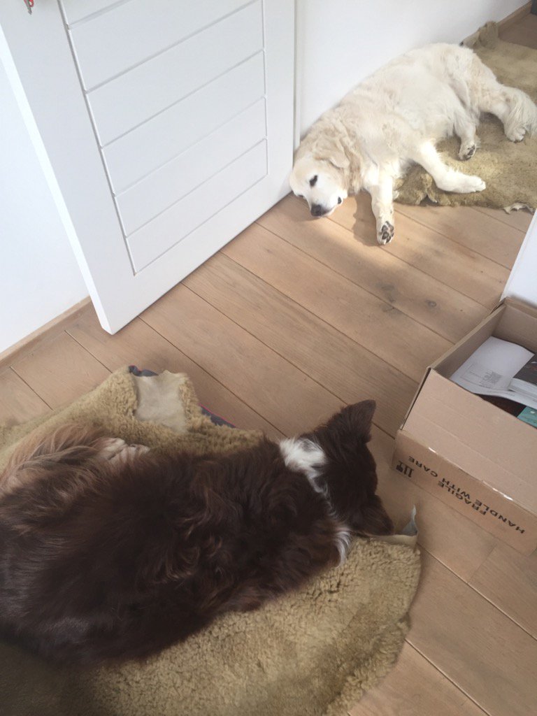 Cosy co-writers on their new sheepskins