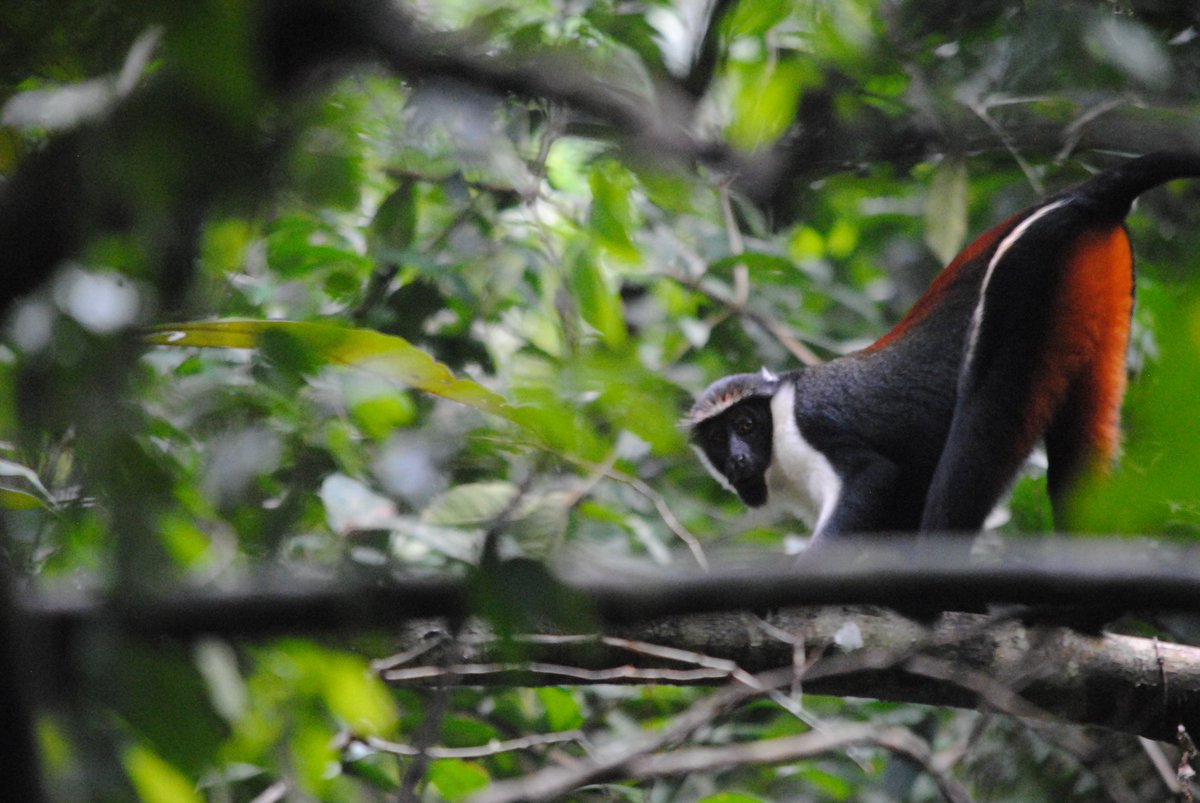 Diana_monkey's tweet photo. Veronique demonstrates how Diana monkeys would look if they posed like female superheroes.
#fieldworkfaceoff https://t.co/Ie87OmbytG