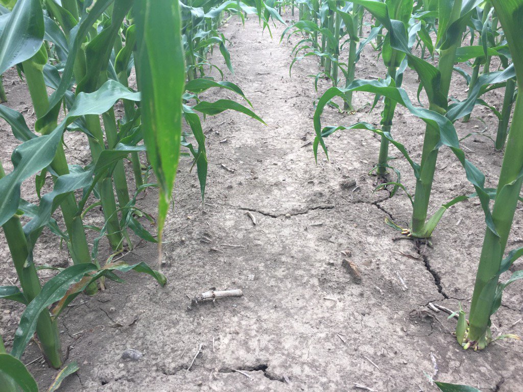 Scott_brown26's tweet photo. Interesting stalk and root development comparing 30" and 15" ๐ฝ๐ฝ๐ฝ yesterday ๐ค๐ค #narrowrowcorn
#goodroots https://t.co/sy2CdZTzxO