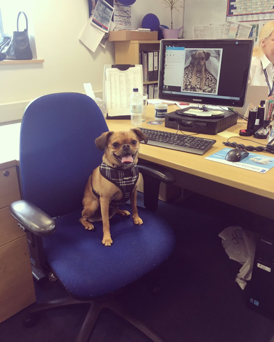 KitKat_1's tweet photo. New member of the HR team @shropsfire @mindbluelight @SmokeyPaws @firefighters999  #BringYourDogToWorkDay https://t.co/PQAwjFWL4L