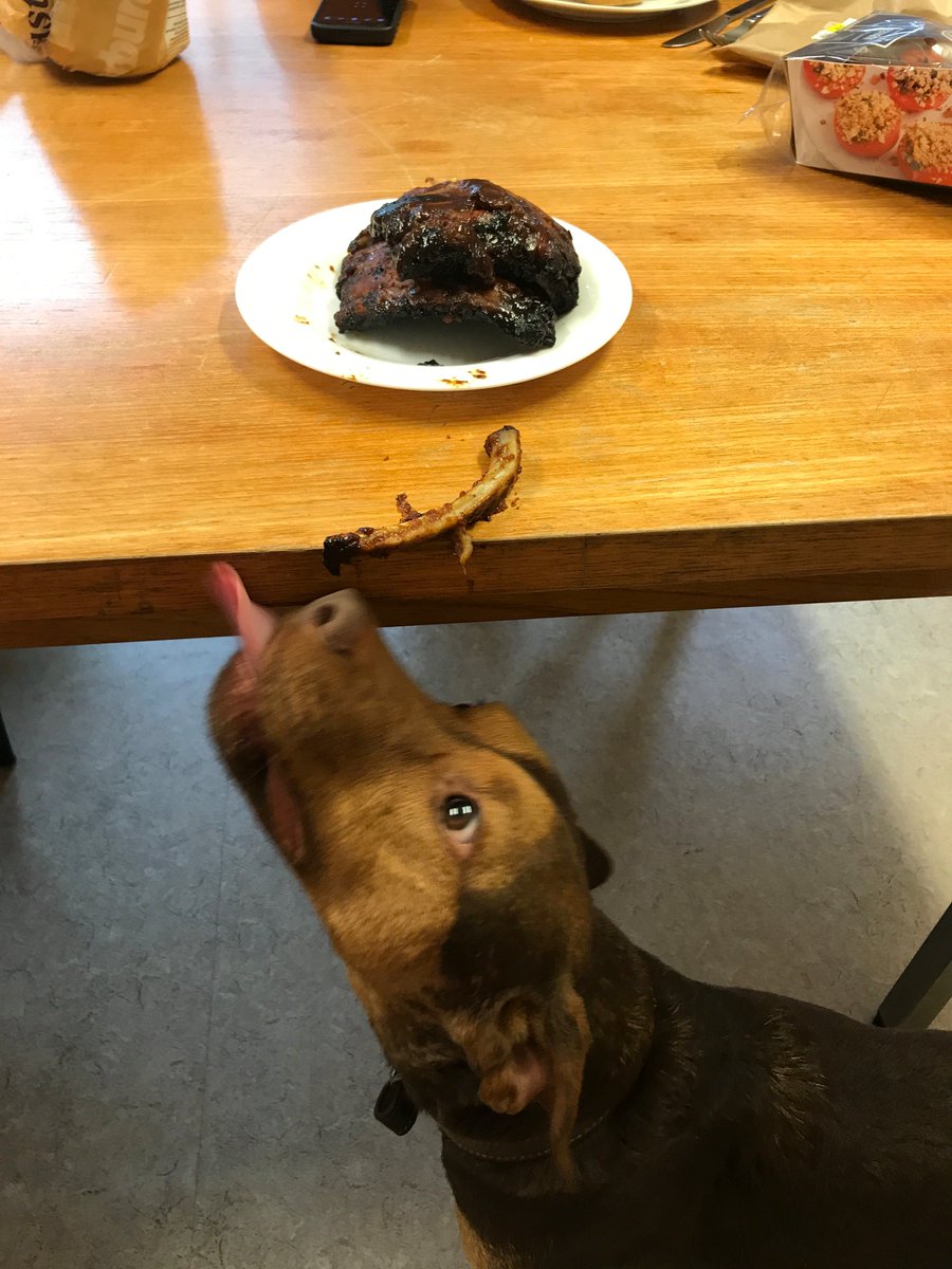 TytynLtd's tweet photo. I think Bailey is enjoying #BringYourDogToWorkDay! https://t.co/YOaVk5ha2u