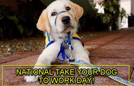 WRAL's tweet photo. It's #NationalTakeYourDogToWorkDay Show us the most recent pic of your dog!  #wral https://t.co/aIerUplEJG
