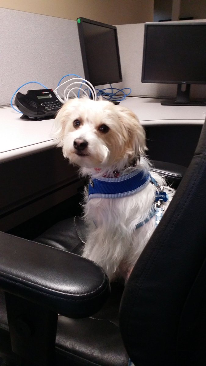 Jdelory's tweet image. #NationalTakeYourDogToWorkDay #Junxure # Dooley # Purina