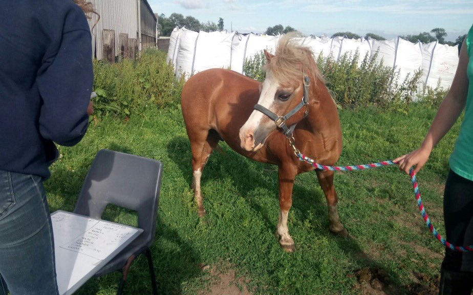 katieCoChiro's tweet photo. #bringyourponytoworkday #worcestershirehour #HorseHour #welshpony Chiropractic treatment for animals also available https://t.co/NqnbMeDYZr https://t.co/2aSLfjm5M4